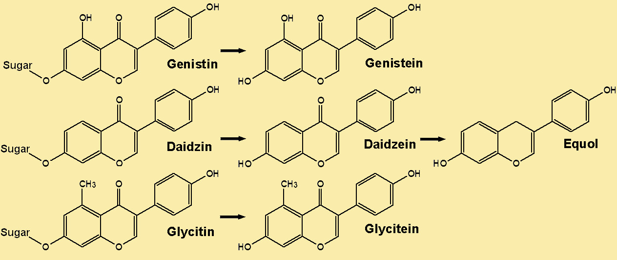 metablism of isoflavones